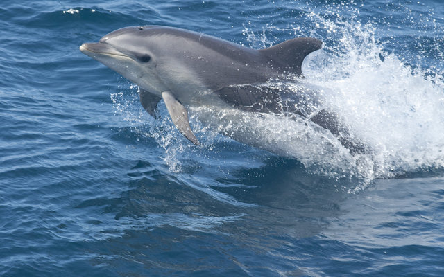 4. Indo-Pacific Bottlenose Dolphin 4. Indo-Pacific Bottlenose Dolphin